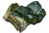 Polished Gary Green Jasper (Larsonite) Bog Wood Section - Oregon #371000-2